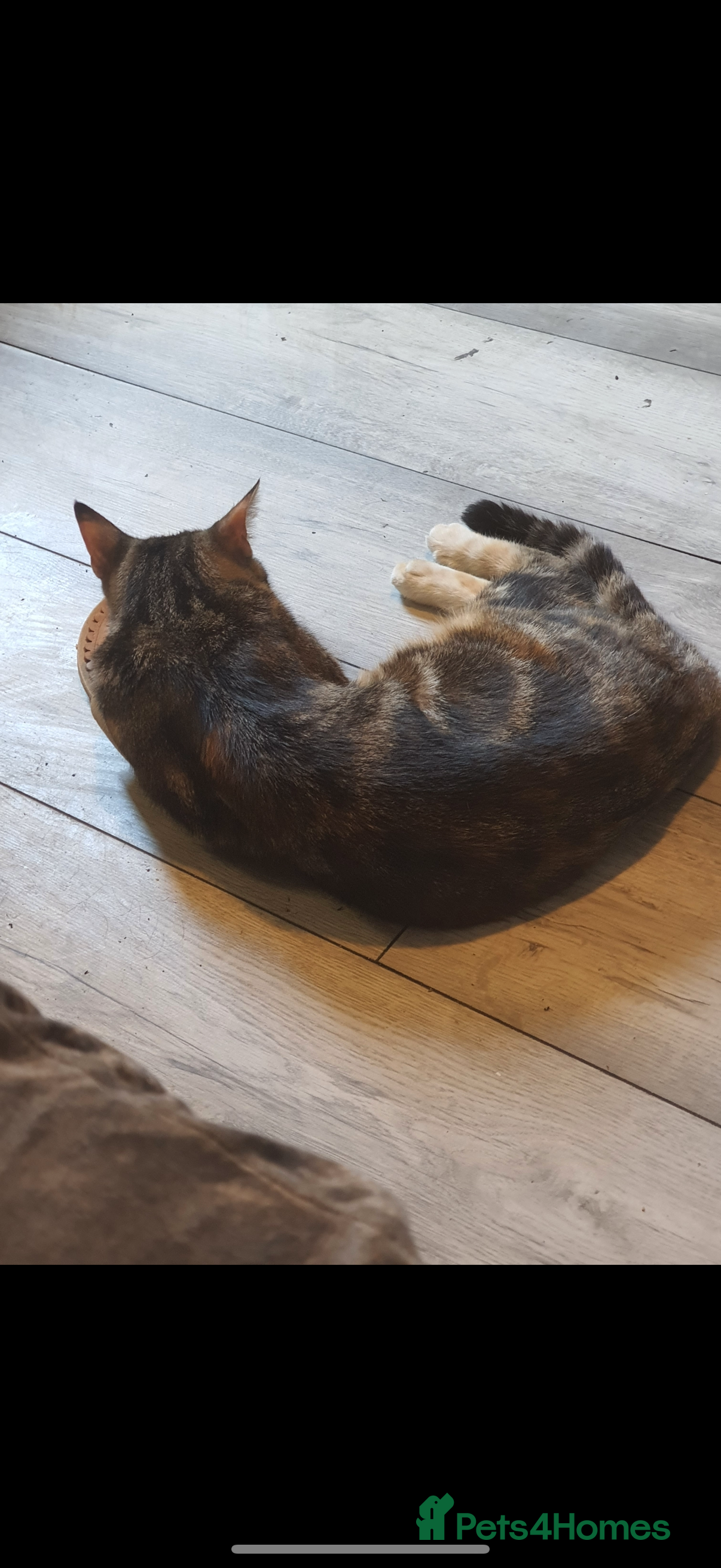 Mixed Breed cats Kittens - Advert 20