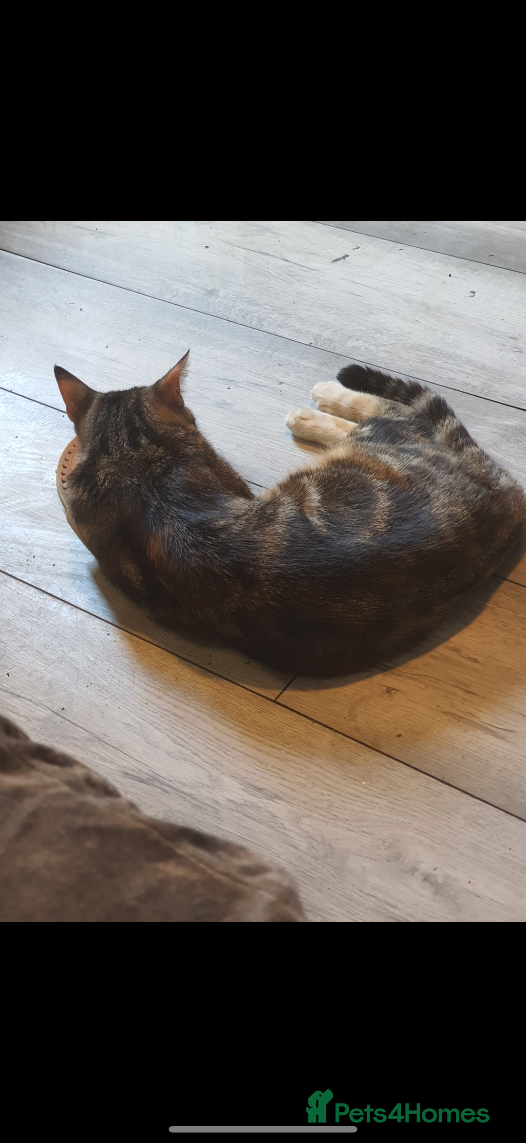 Mixed Breed cats for sale: Kittens - Advert 1