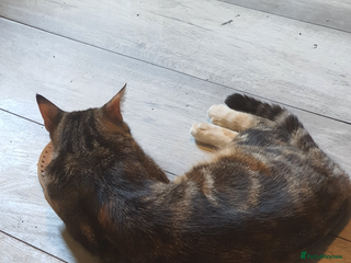 Mixed Breed cats Kittens - Advert 1