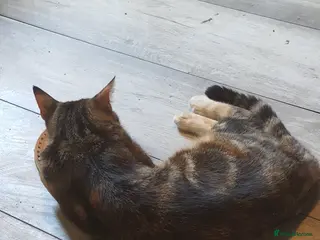 Mixed Breed cats Kittens - Advert 17