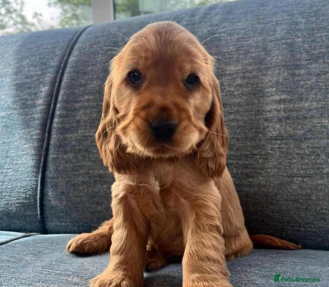 Cocker Spaniel dogs for sale: Golden showtype Cocker spaniel puppies - Advert 2