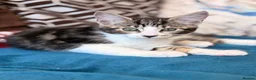 Maine Coon cats for sale: Maine Coon Cross Kittens - Advert 6