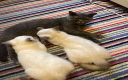 British Shorthair cats for sale: British Shorthair Colour Points   - Image 8