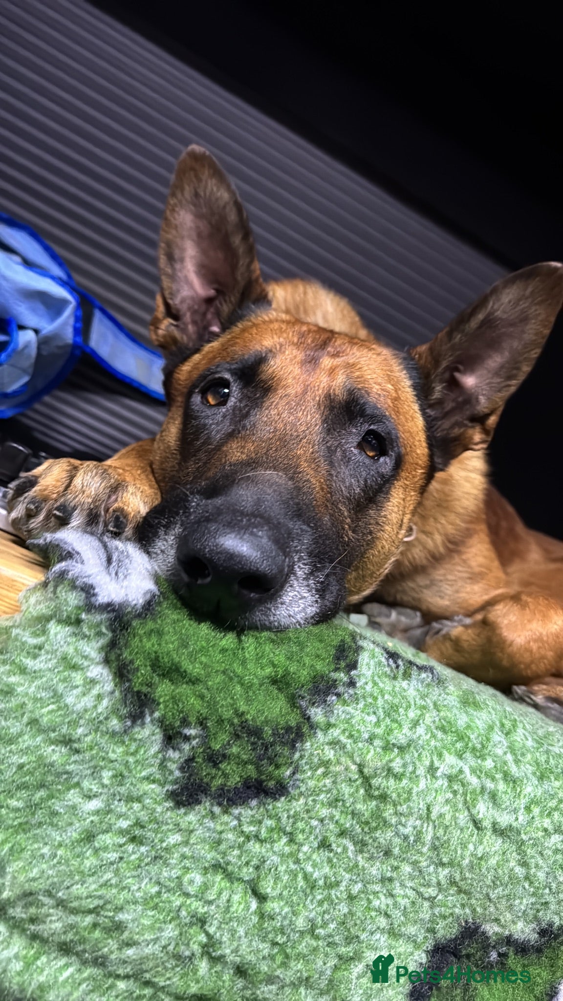 Belgian Shepherd Dog dogs KC Registered Malinois stud  - Advert 8