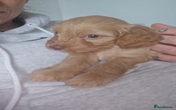 Cockapoo dogs for sale: Beautiful cockerpoos  - Image 3