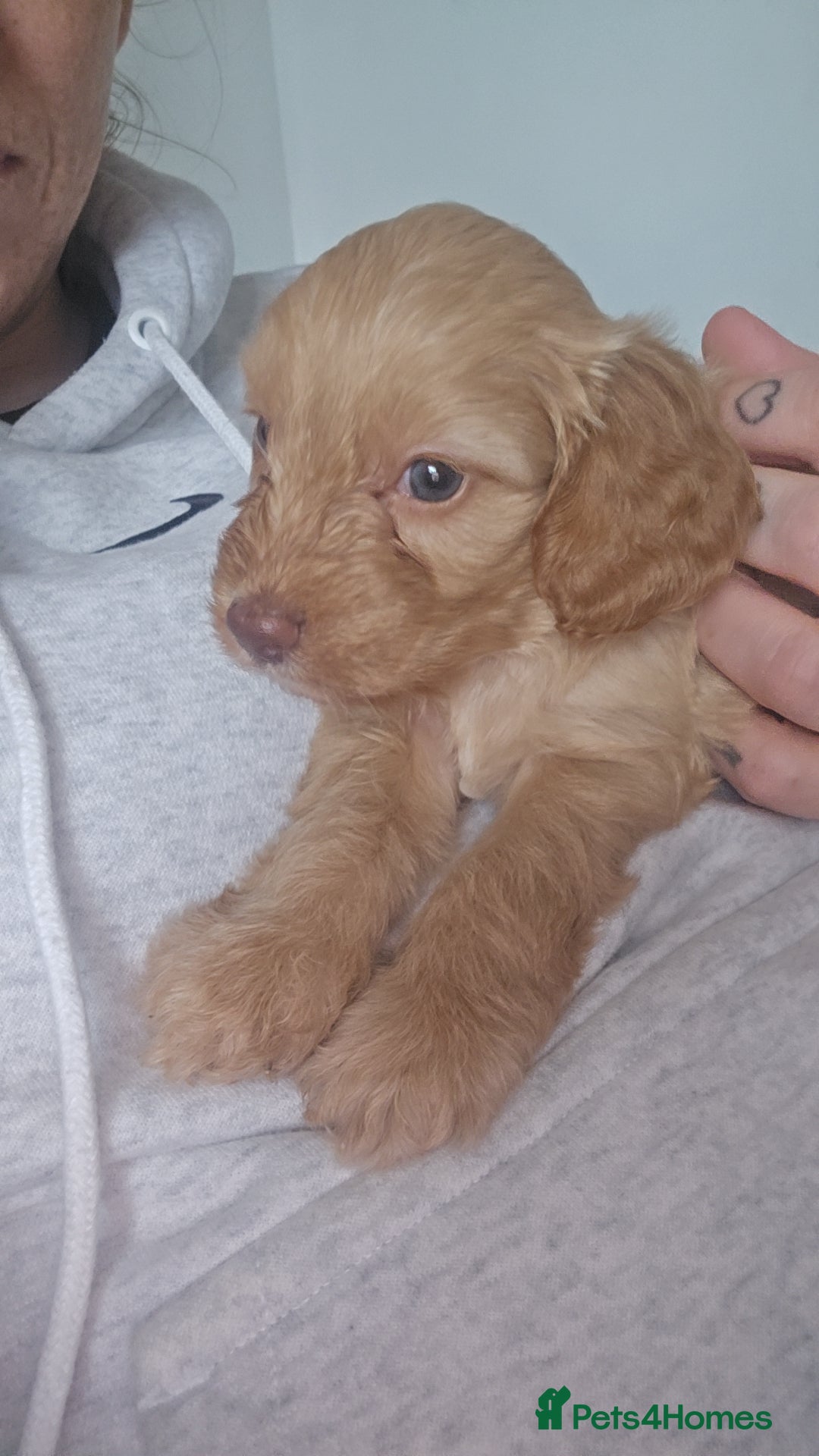 Cockapoo dogs for sale: Beautiful cockerpoos  - Image 3