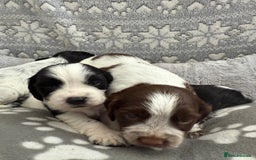 Sprocker dogs for sale: Extensively Health Tested Puppies - Image 20