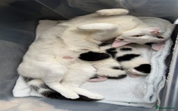 British Shorthair cats for sale: Loving Kittens ready to go  - Image 1