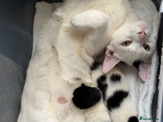 British Shorthair cats for sale - Advert 1