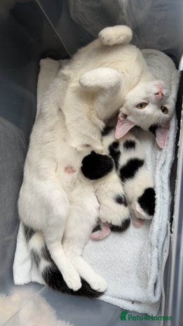 British Shorthair cats - Advert 1