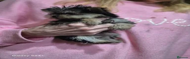 Yorkshire Terrier Puppy 2  girl 