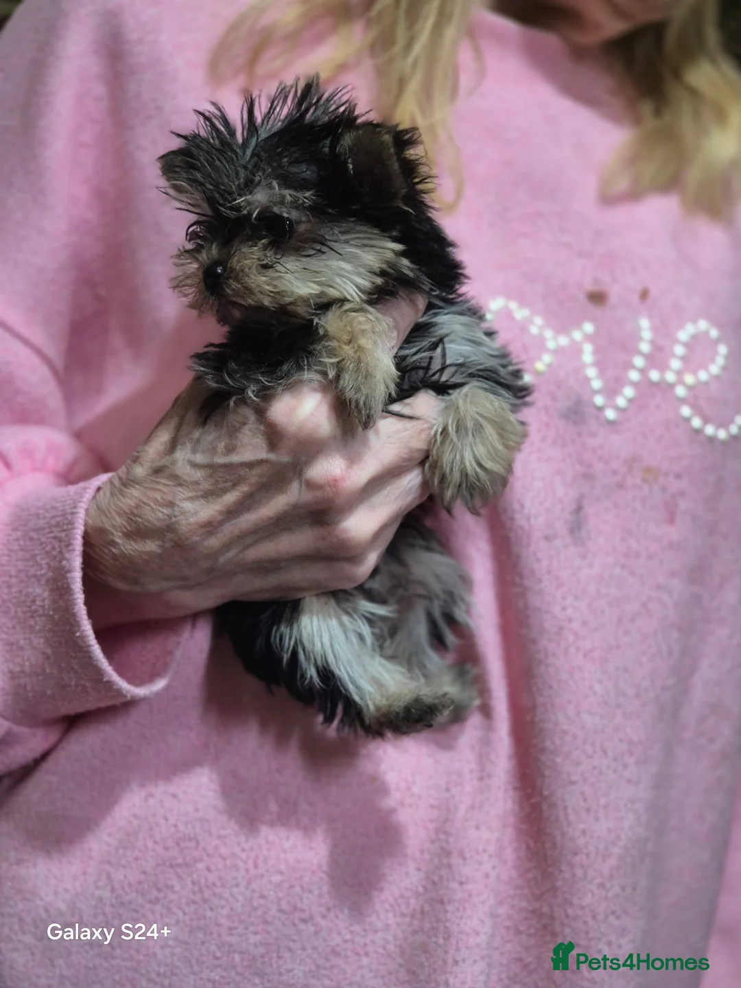 Yorkshire Terrier dogs for sale: Yorkshire terrier puppies  - Advert 5