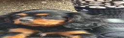 Cavalier King Charles Spaniel dogs for sale: Cavalier King Charles  - Advert 22