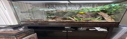 Gecko reptiles for sale: Mniarogekko chahoua full set up  - Advert 7