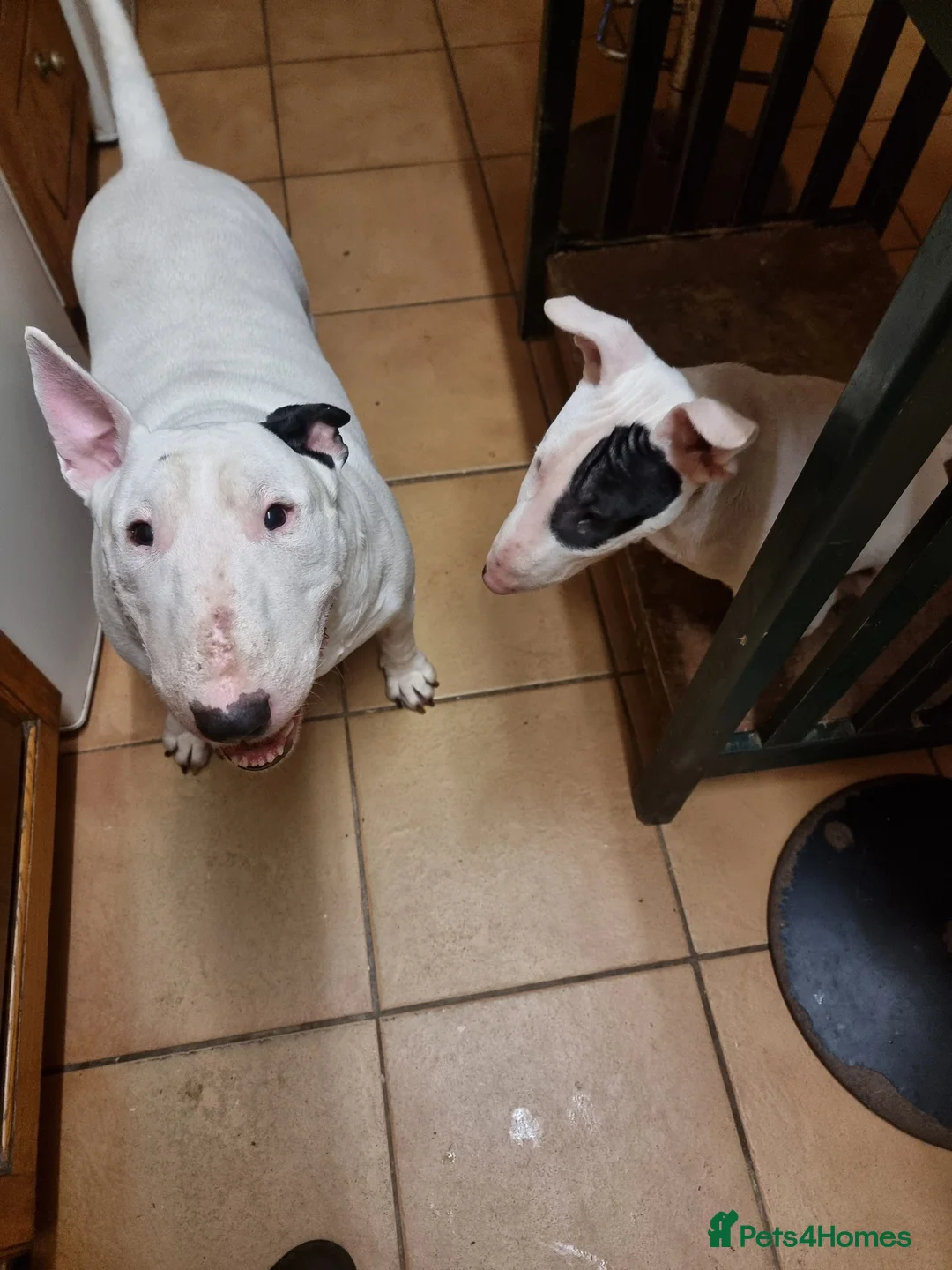 Bull Terrier dogs for sale: Bullterrier pup  - Advert 2