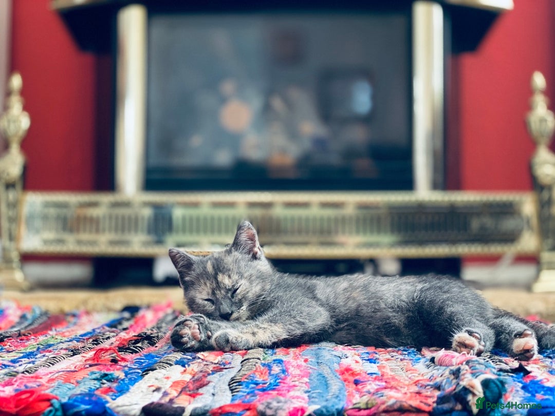 Mixed Breed cats for sale: Beautiful Layla needs a new family - Advert 24