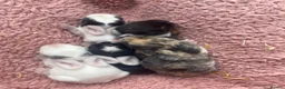Mini Lop rabbits for sale: Mini Lop Babies - Ready to leave end of July  - Advert 8
