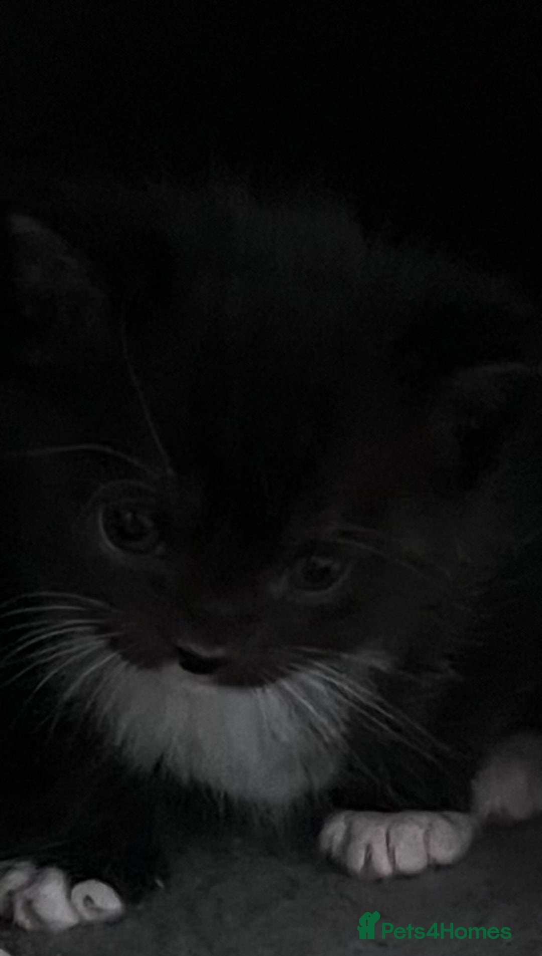 Mixed Breed cats for sale: CLEMENTINE’S CUTIES - (MUM with BENGAL)   - Advert 27