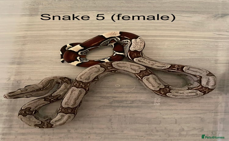 Boa Snake reptiles ✨ Captive-Bred Suriname Red- Tailed Boas (BCC) ✨ - Advert 4