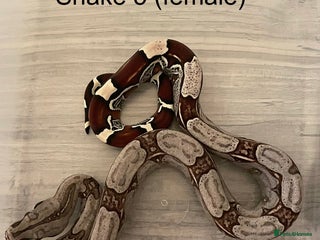 Boa Snake reptiles ✨ Captive-Bred Suriname Red- Tailed Boas (BCC) ✨ - Advert 6