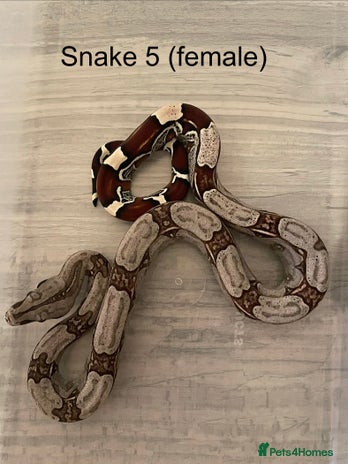 Boa Snake reptiles ✨ Captive-Bred Suriname Red- Tailed Boas (BCC) ✨ - Advert 4