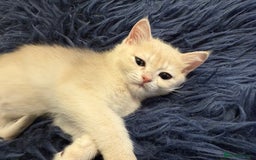 British Shorthair cats for sale: Ready pure AY12, NY12 Corin BSH  - Image 29