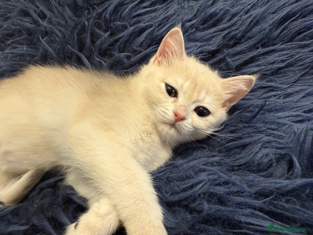 British Shorthair cats for sale: Ready pure AY12, NY12 Corin BSH  - Image 29
