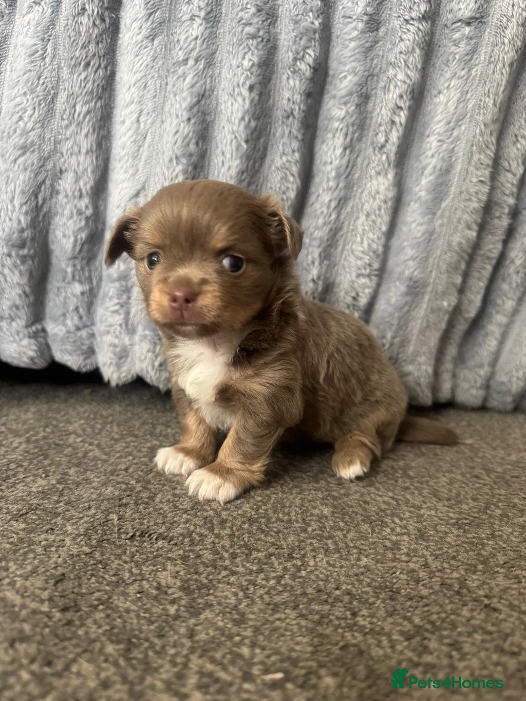 Chihuahua dogs for sale: Tiny girls  - Advert 2