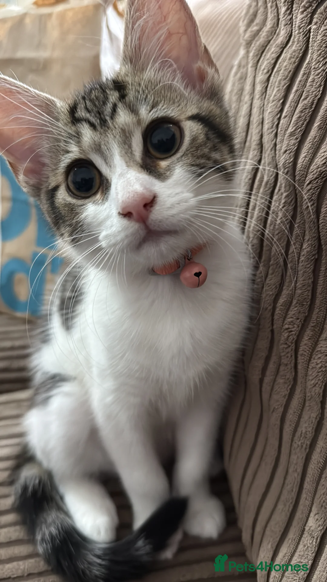 British Shorthair cats for sale: Male and Female 1 year old cats.  in Bristol - Advert 5