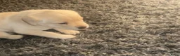 Labrador Retriever dogs for sale: Labrador puppies - Advert 8