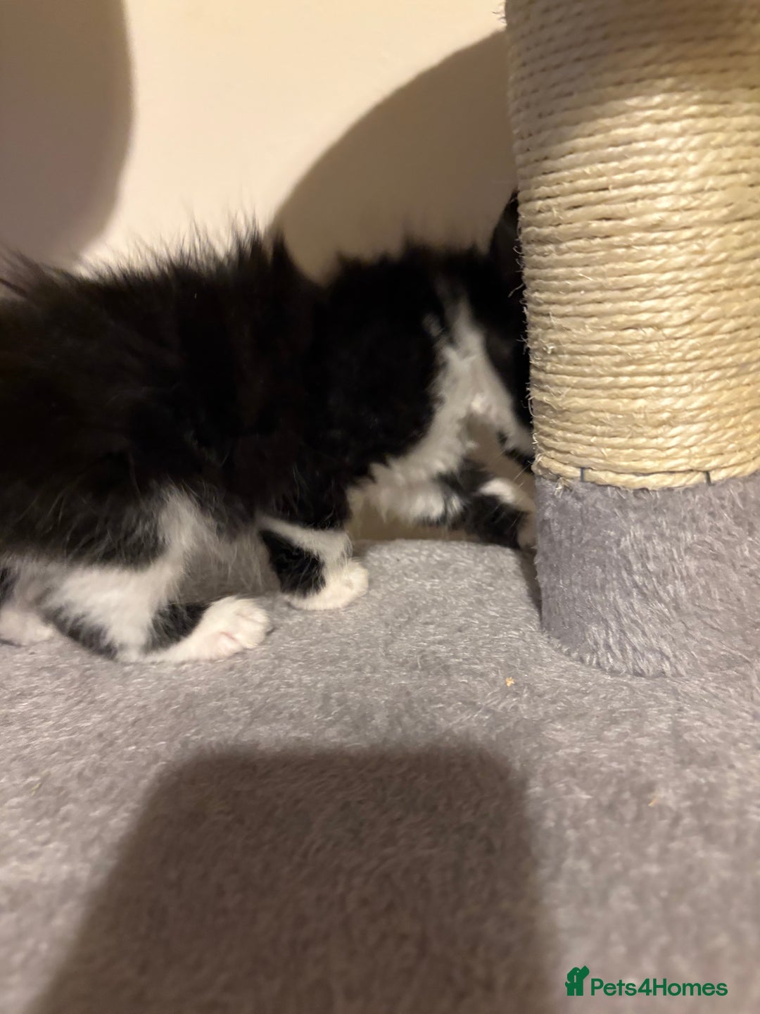 Mixed Breed cats for sale: Seven Tiny Adventures Waiting for Their Families - Advert 29