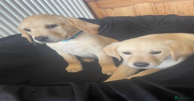 Labrador Retriever dogs - Advert 3