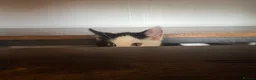 Mixed Breed cats for sale: Two adorable boys looking for new loving homes - Advert 7
