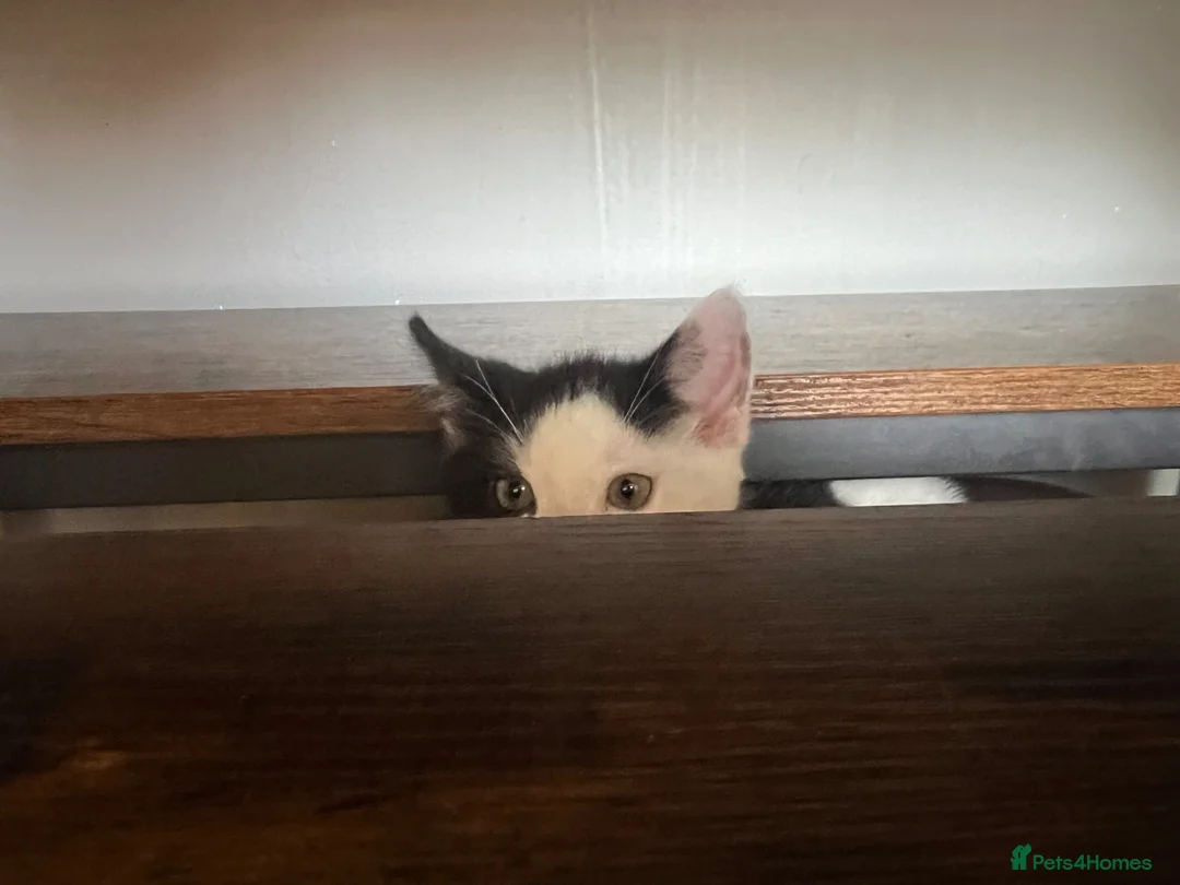 Mixed Breed cats for sale: Two adorable boys looking for new loving homes - Advert 7