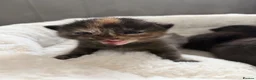 Mixed Breed cats for sale: Kittens - Advert 9