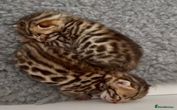 Bengal cats for sale: Exceptional show quality Brown TICA registered 🥰 - Image 10
