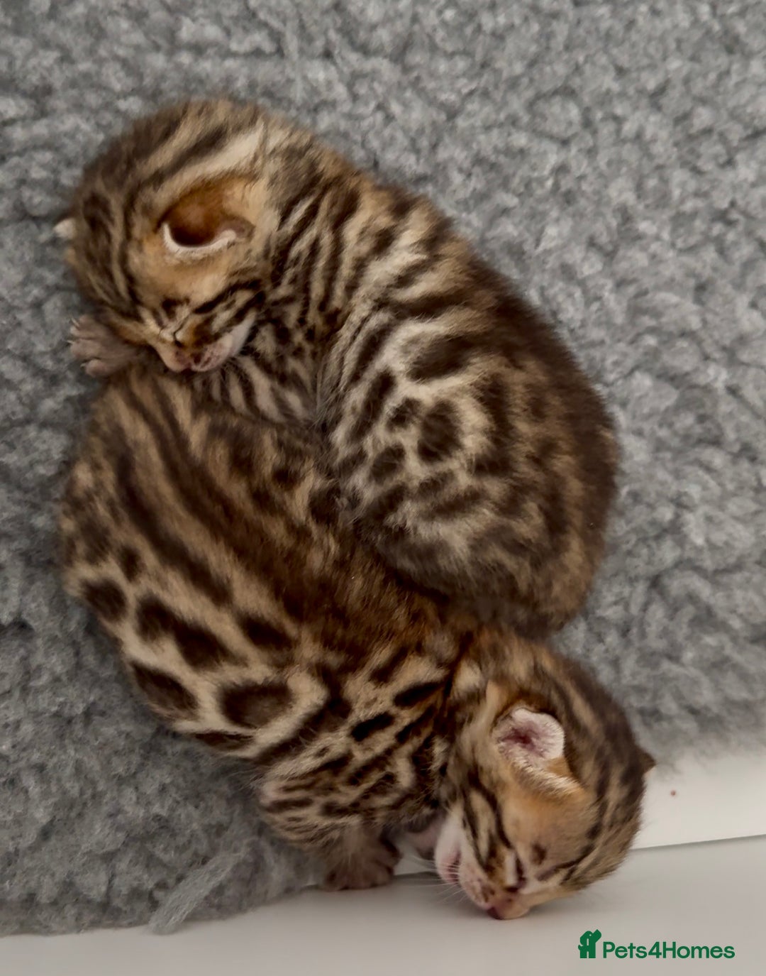 Bengal cats for sale: Exceptional show quality Brown TICA registered 🥰 - Image 10