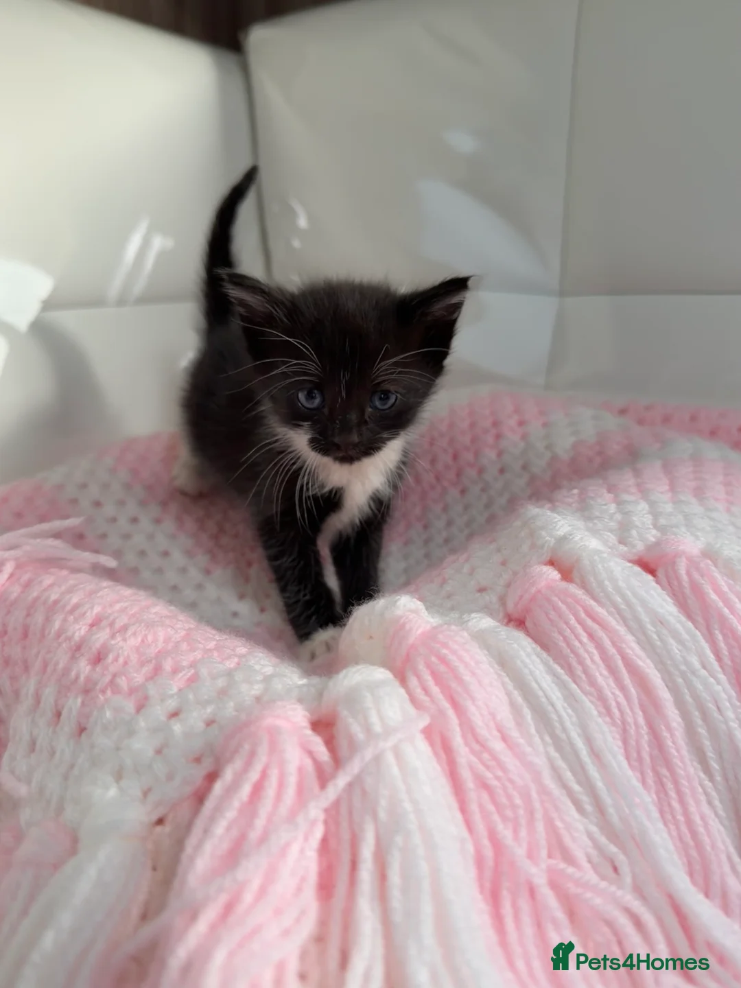 Mixed Breed cats for sale: Kittens looking for forever homes in Edinburgh - Advert 4