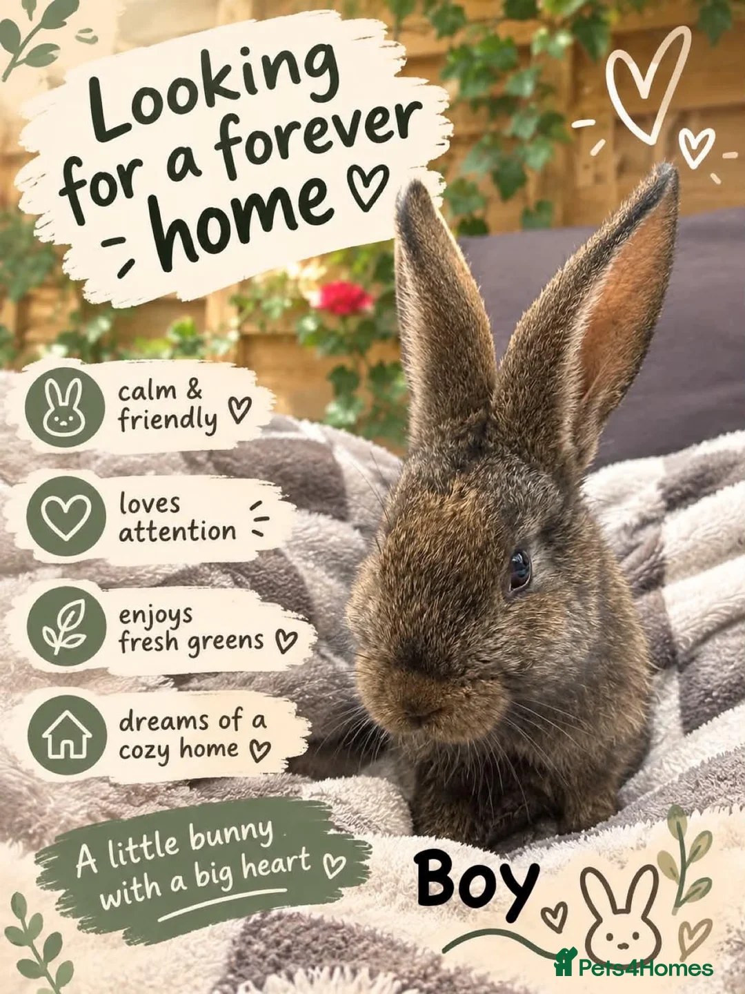 Continental Giant rabbits for sale: Continental giant rabbit  - Advert 5