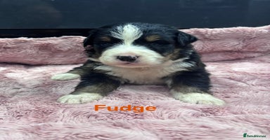 Bernese Mountain Dog dogs BMD Puppies JUST GIRL– Ready Just Before 25/12    - Advert 3