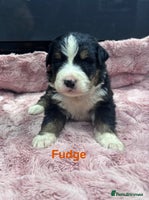 Bernese Mountain Dog dogs BMD Puppies JUST GIRL– Ready Just Before 25/12 - Advert 3