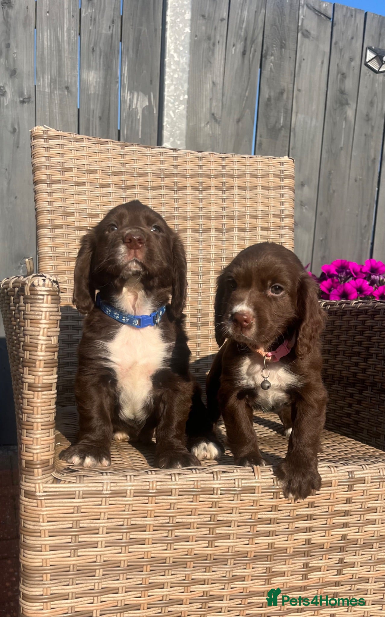 Cocker Spaniel dogs Chocolate cocker spaniel - Advert 13