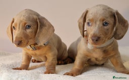 Miniature Dachshund dogs for sale: 🌟5StarsLicense+Holistic+KC+VetCheck+PRAClear - Image 31