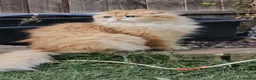 British Longhair cats for sale: British Longhaired Cats and Scottish Fold Cats in London - Advert 5