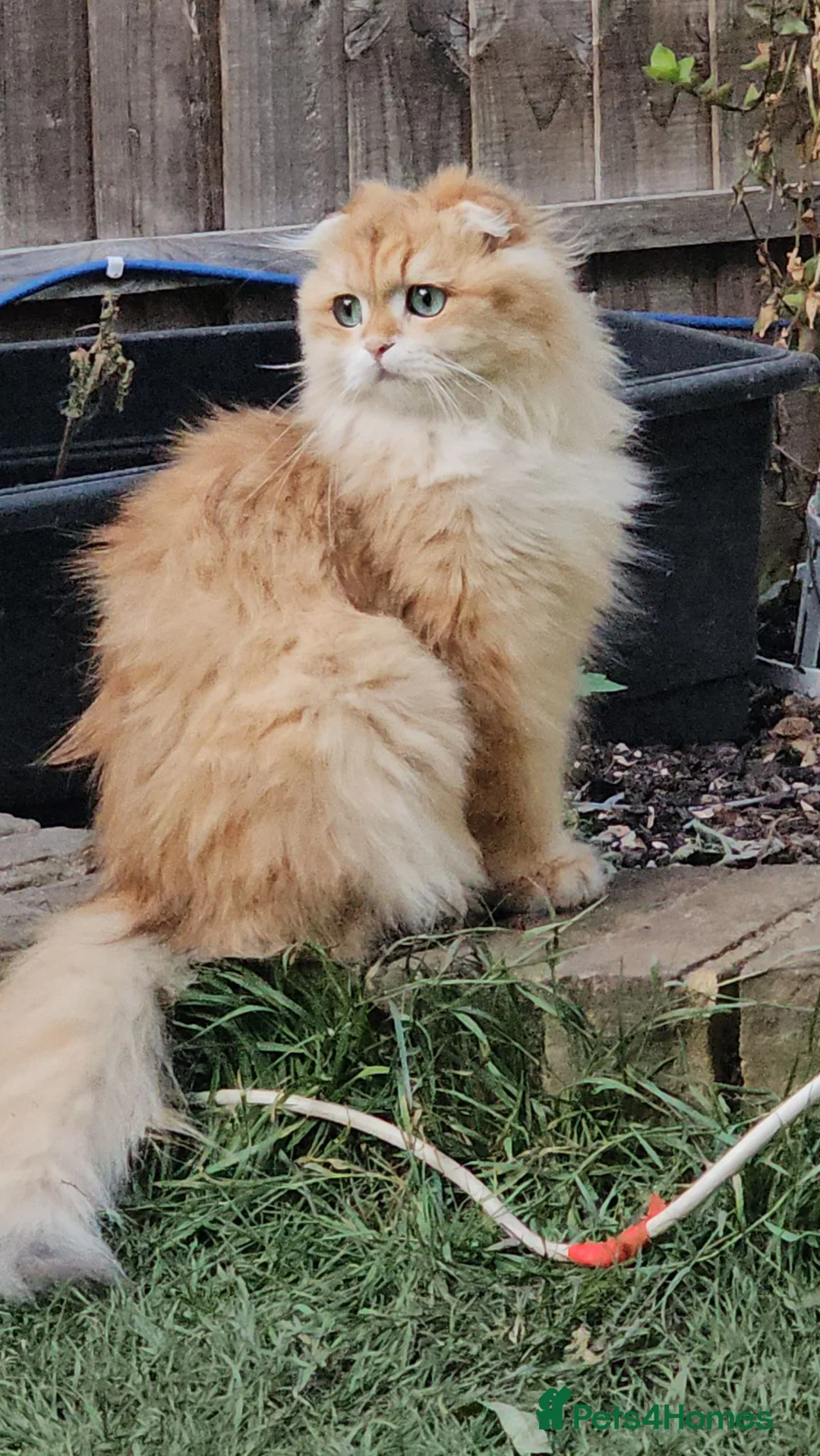 British Longhair cats for sale: British Longhaired Cats and Scottish Fold Cats - Advert 2