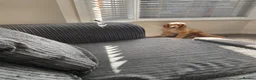 Cocker Spaniel dogs for sale: KC reg show female 6months old - Advert 2