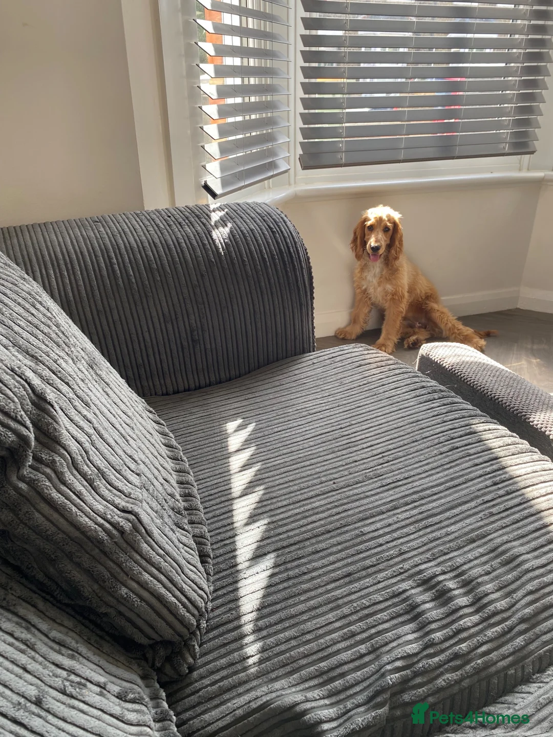 Cocker Spaniel dogs for sale: KC reg show female 6months old - Advert 2