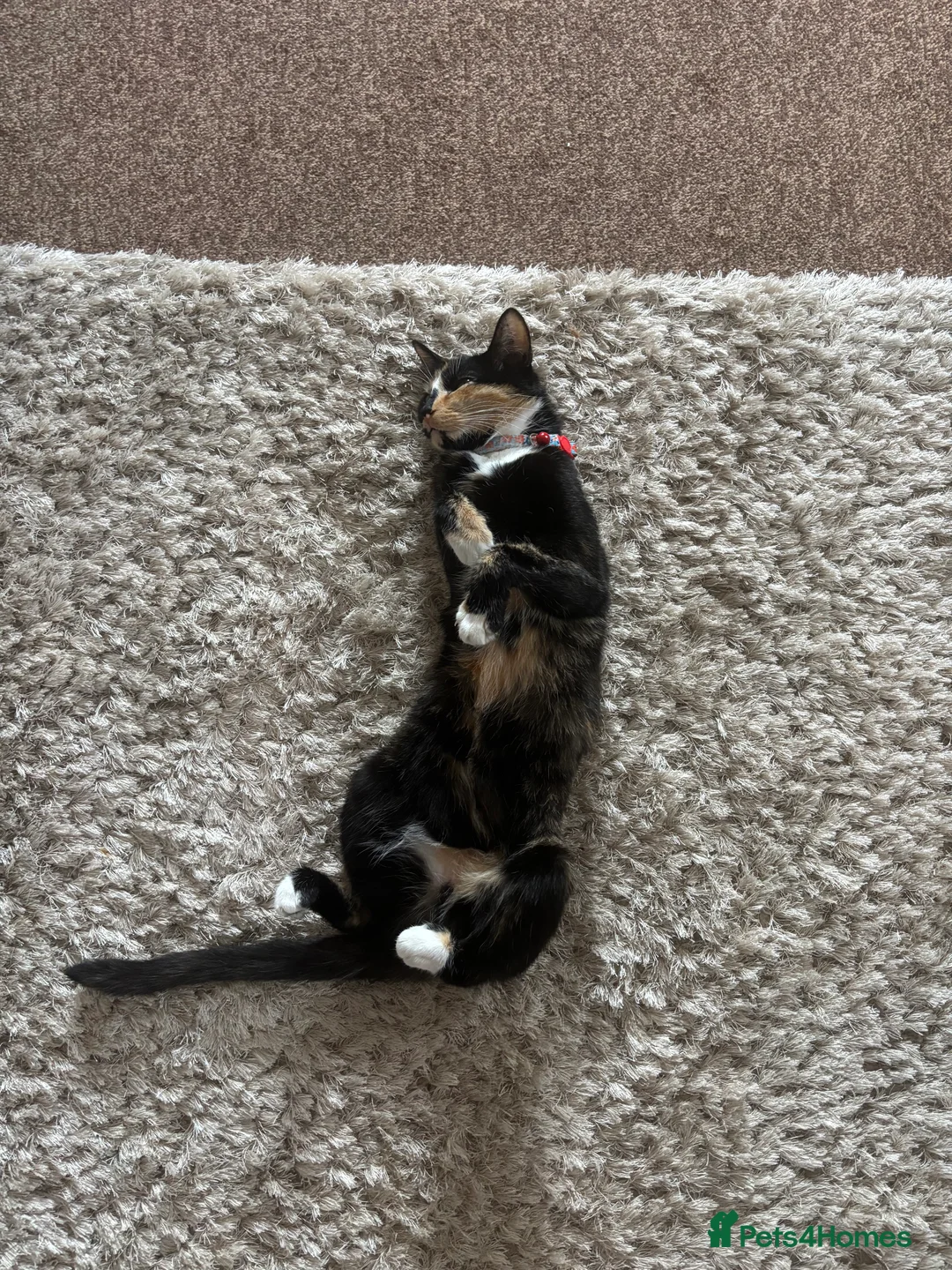 Mixed Breed cats for sale: 2 year old female cat for rehome - Advert 2