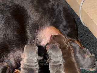 Miniature Dachshund dogs Miniature dachshund - Advert 1