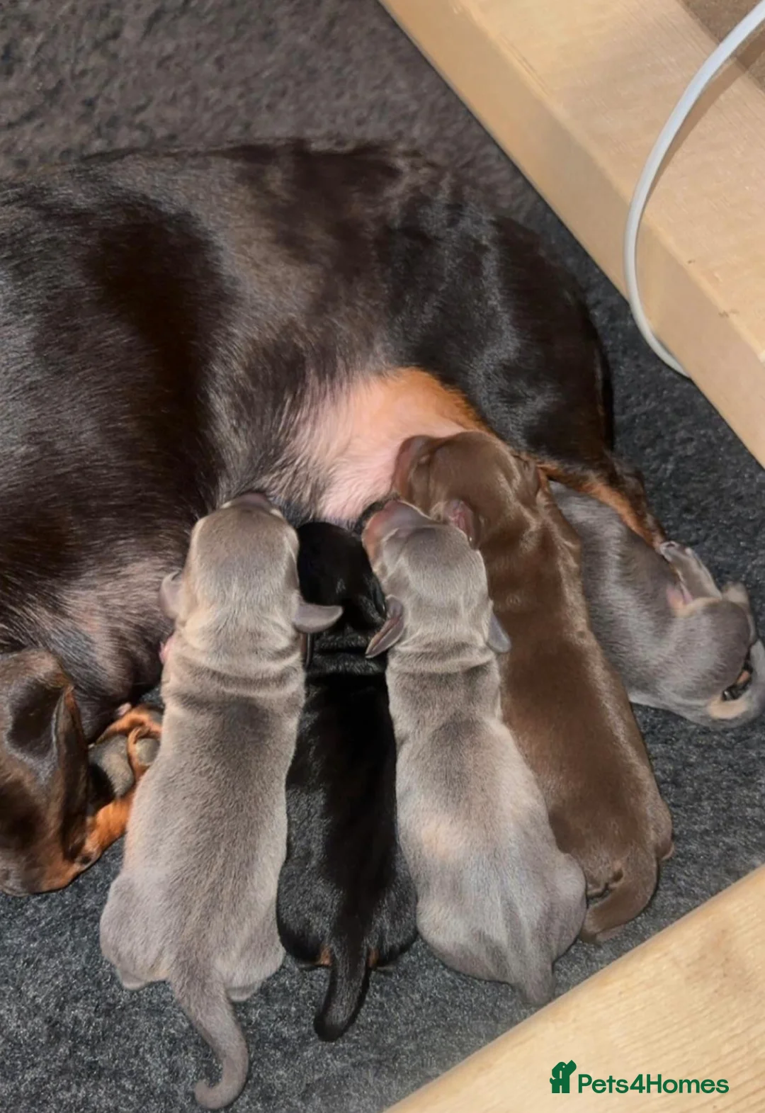 Miniature Dachshund dogs for sale: Miniature dachshund - Advert 1